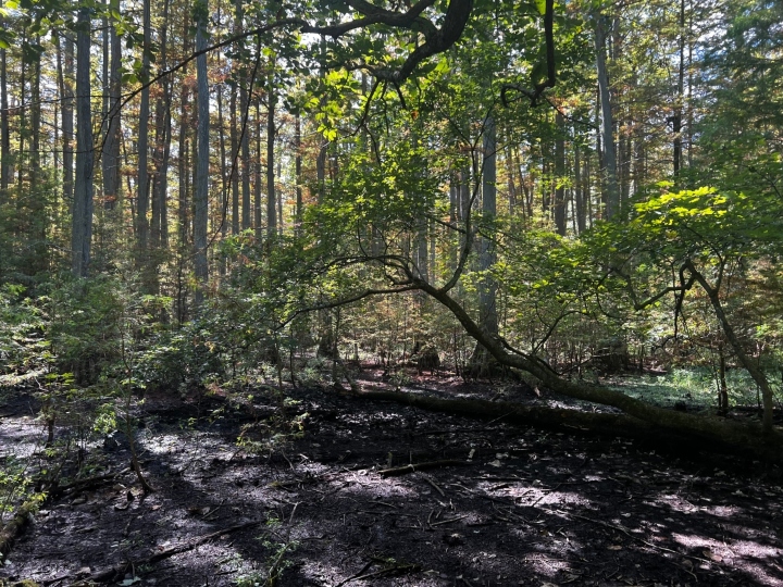 Herp habitat